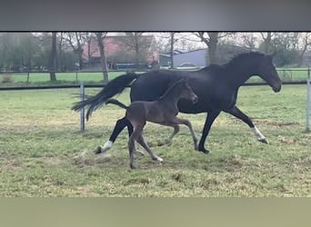 Oldenburger, Hengst, 1 Jaar, 172 cm, Zwartbruin