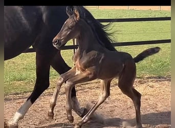 Oldenburger, Hengst, 1 Jaar, 172 cm, Zwartbruin