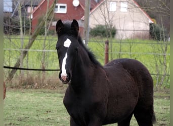 Oldenburger, Hengst, 1 Jaar, 173 cm, Zwart