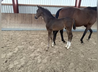 Oldenburger, Hengst, 1 Jaar, 173 cm, Zwartbruin