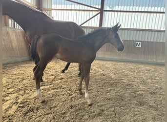 Oldenburger, Hengst, 1 Jaar, 173 cm, Zwartbruin