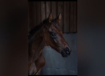 Oldenburger, Hengst, 1 Jaar, 174 cm, Bruin