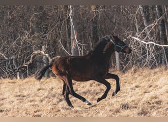 Oldenburger, Hengst, 1 Jaar, 175 cm, Donkerbruin