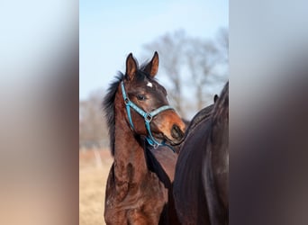 Oldenburger, Hengst, 1 Jaar, 175 cm, Donkerbruin