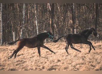 Oldenburger, Hengst, 1 Jaar, 175 cm, Donkerbruin