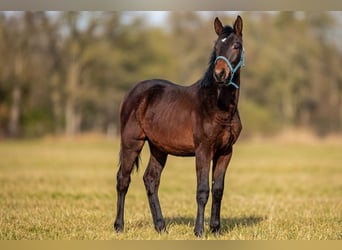 Oldenburger, Hengst, 1 Jaar, 175 cm, Donkerbruin