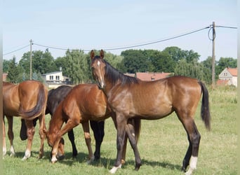 Oldenburger, Hengst, 1 Jaar, 175 cm, Donkerbruin