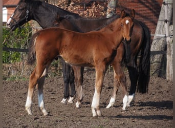 Oldenburger, Hengst, 1 Jaar, Bruin