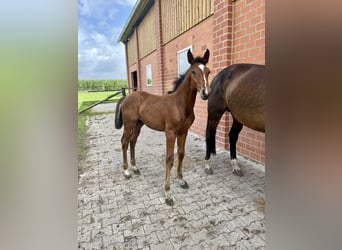 Oldenburger, Hengst, 1 Jaar, Bruin