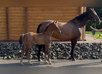 Oldenburger, Hengst, 1 Jaar, Bruin