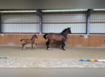 Oldenburger, Hengst, 1 Jaar, Bruin