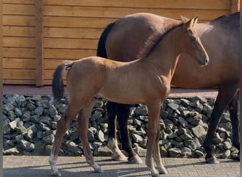 Oldenburger, Hengst, 1 Jaar, Bruin