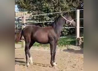 Oldenburger, Hengst, 1 Jaar, Bruin