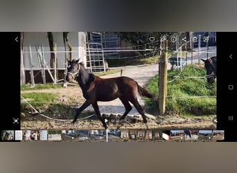 Oldenburger, Hengst, 1 Jaar, Bruin