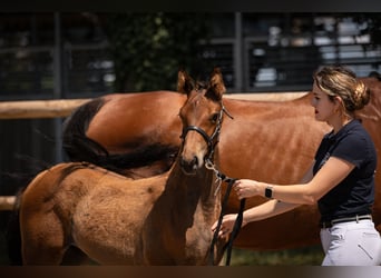 Oldenburger, Hengst, 1 Jaar, Bruin