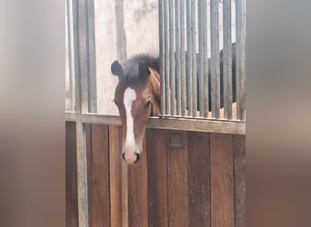 Oldenburger, Hengst, 1 Jaar, Bruin