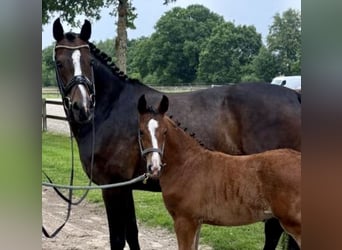 Oldenburger, Hengst, 1 Jaar, Bruin