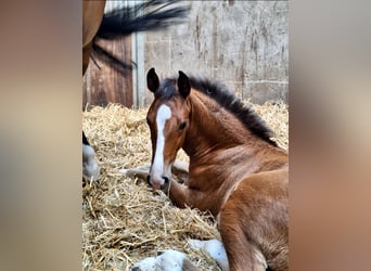 Oldenburger, Hengst, 1 Jaar, Bruin