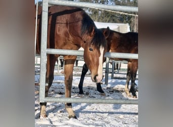 Oldenburger, Hengst, 1 Jaar, Bruin