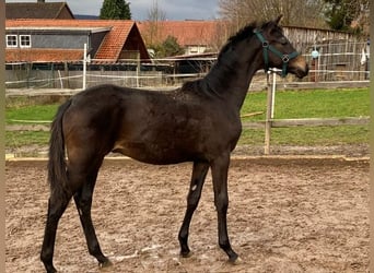 Oldenburger, Hengst, 1 Jaar, Donkerbruin