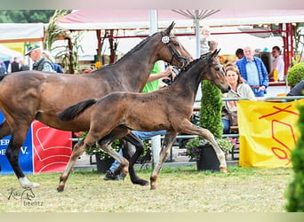 Oldenburger, Hengst, 1 Jaar, Donkerbruin