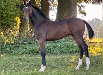 Oldenburger, Hengst, 1 Jahr, Dunkelbrauner