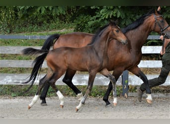 Oldenburger, Hengst, 1 Jahr, Dunkelbrauner