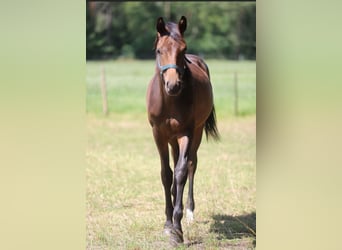 Oldenburger, Hengst, 1 Jaar, Donkerbruin