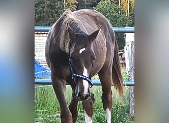 Oldenburger, Hengst, 1 Jaar, Donkere-vos