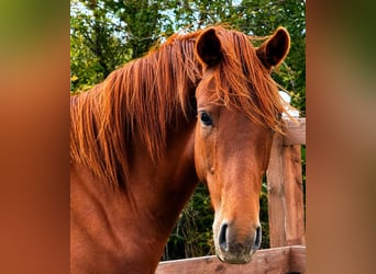 Oldenburger, Hengst, 1 Jaar, Donkere-vos