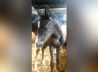 Oldenburger, Hengst, 1 Jaar