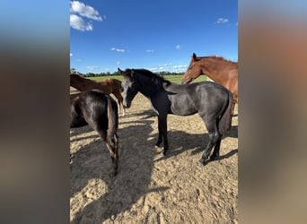 Oldenburger, Hengst, 1 Jaar, kan schimmel zijn