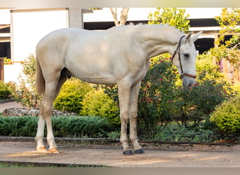 Oldenburger, Hengst, 1 Jaar, Palomino