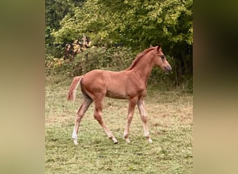 Oldenburger Mix, Hengst, 1 Jaar, Vos