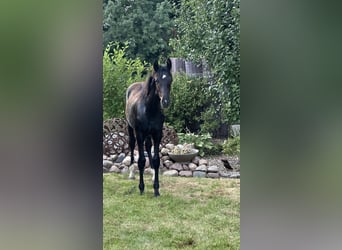 Oldenburger, Hengst, 1 Jaar, Zwart