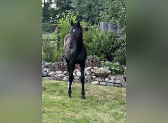 Oldenburger, Hengst, 1 Jaar, Zwart