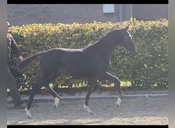 Oldenburger, Hengst, 1 Jaar, Zwart