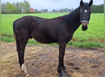 Oldenburger, Hengst, 1 Jaar, Zwartbruin