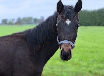Oldenburger, Hengst, 1 Jaar, Zwartbruin