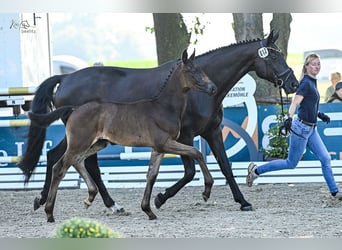 Oldenburger, Hengst, 1 Jaar, Zwartbruin