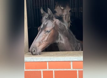 Oldenburger, Hengst, 1 Jaar, Zwartbruin