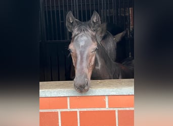 Oldenburger, Hengst, 1 Jaar, Zwartbruin