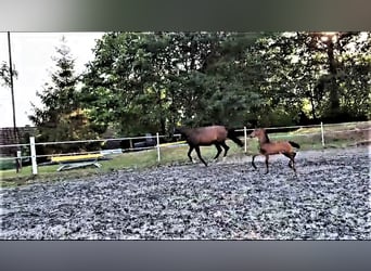 Oldenburger, Hengst, 1 Jaar, Zwartbruin