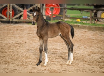 Oldenburger, Hengst, 1 Jaar, Zwartbruin