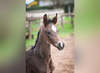 Oldenburger, Hengst, 1 Jaar, Zwartbruin