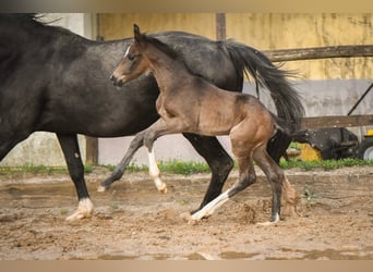 Oldenburger, Hengst, 1 Jaar, Zwartbruin