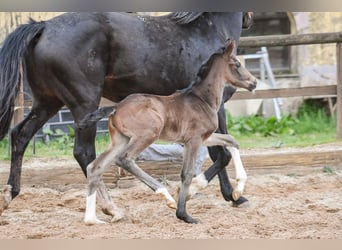 Oldenburger, Hengst, 1 Jaar, Zwartbruin