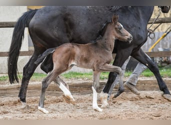 Oldenburger, Hengst, 1 Jaar, Zwartbruin