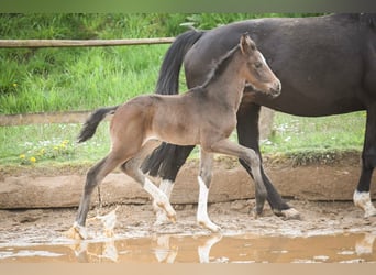 Oldenburger, Hengst, 1 Jaar, Zwartbruin