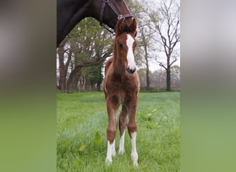 Oldenburger, Hengst, 1 Jaar, Zwartbruin